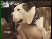 Big pit bull satisfies a excited brunette hair